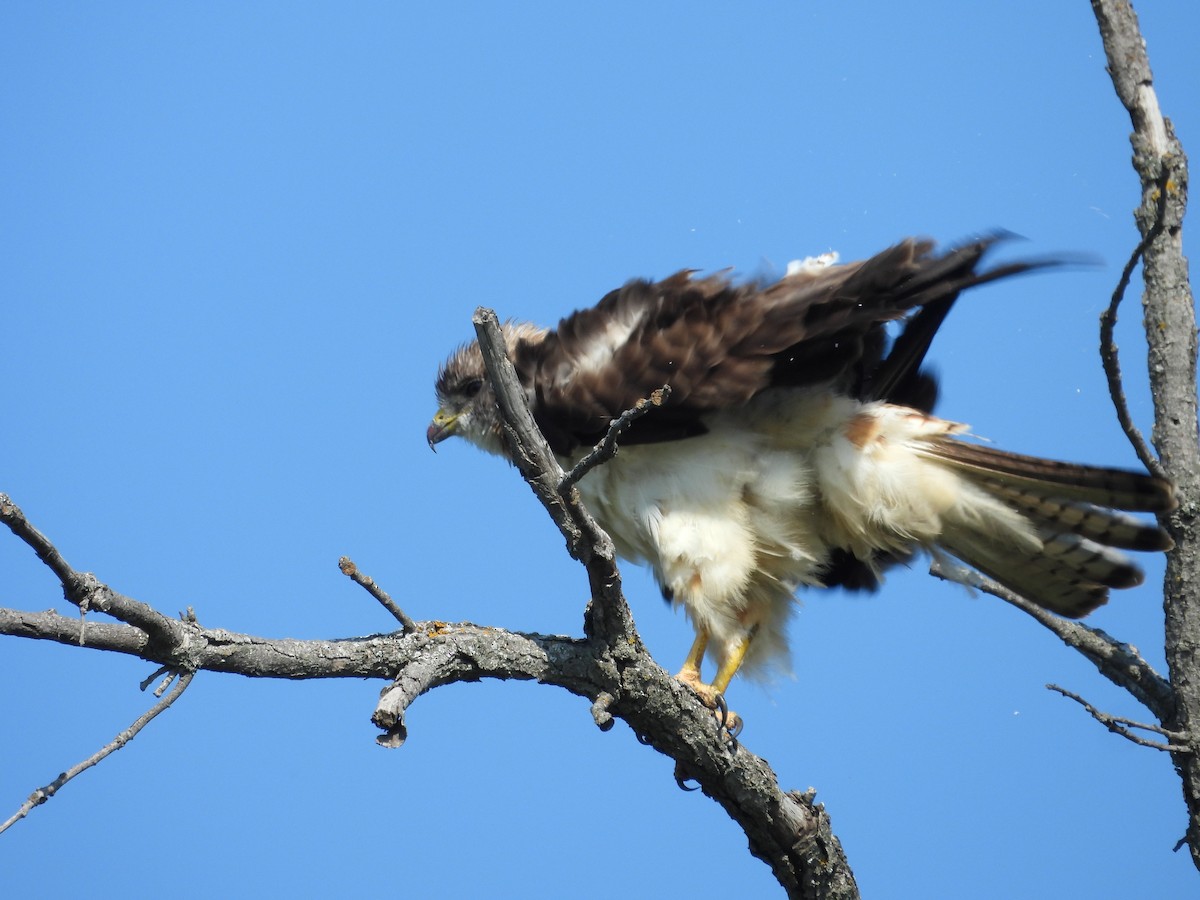 Swainson's Hawk - ML641149734