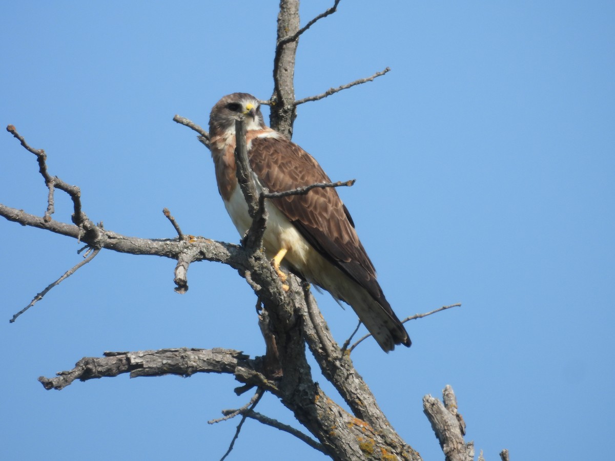 Swainson's Hawk - ML641149735