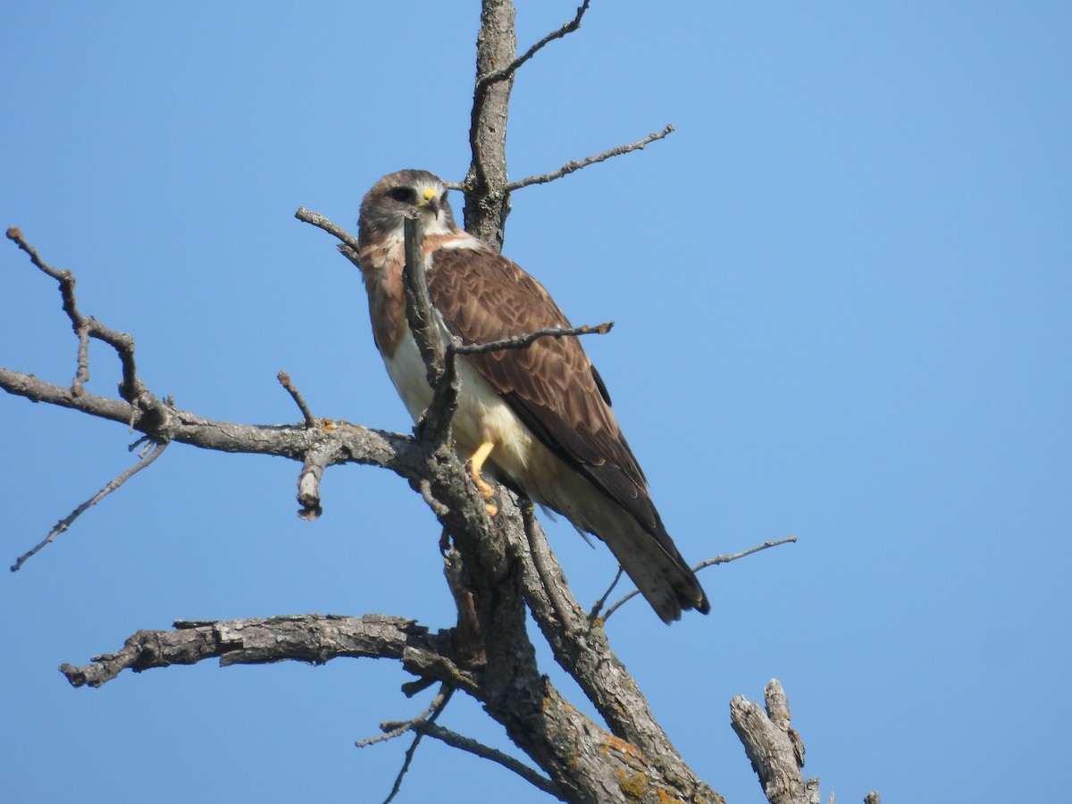 Swainson's Hawk - ML641149736