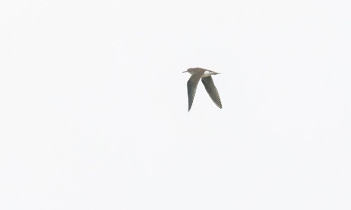 Solitary Sandpiper - ML641149738