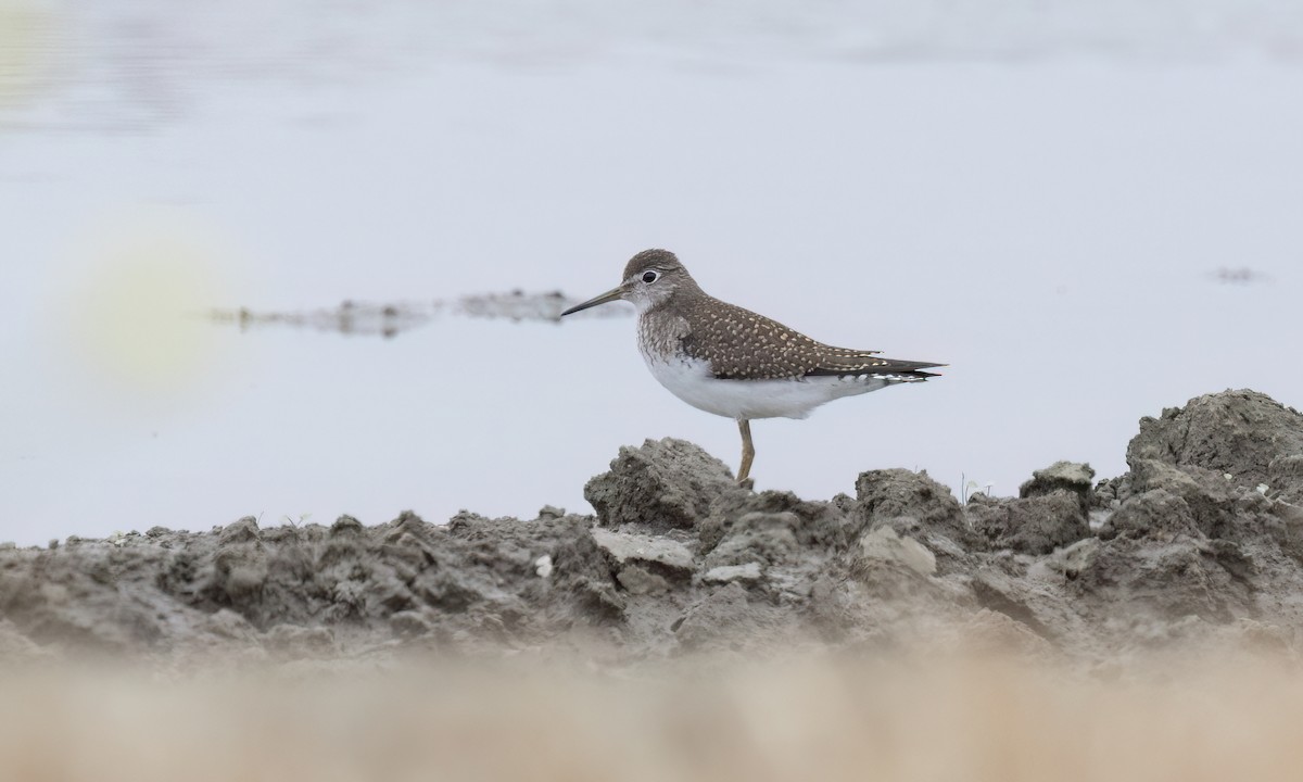 Solitary Sandpiper - ML641149739