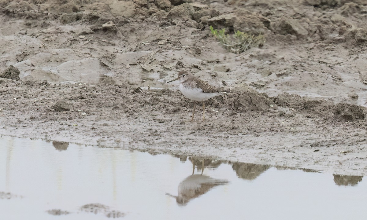 Solitary Sandpiper - ML641149740