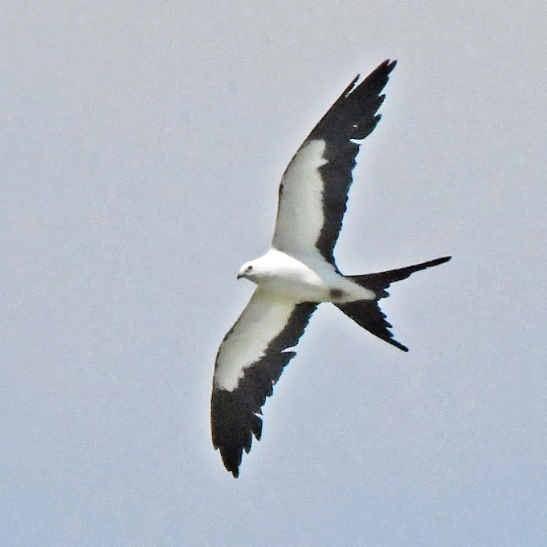 Swallow-tailed Kite - ML641149752
