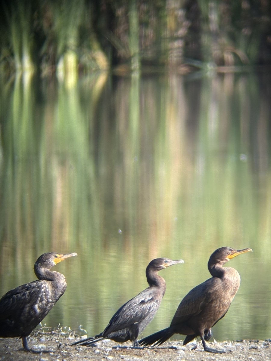 Cormoran vigua - ML641149755