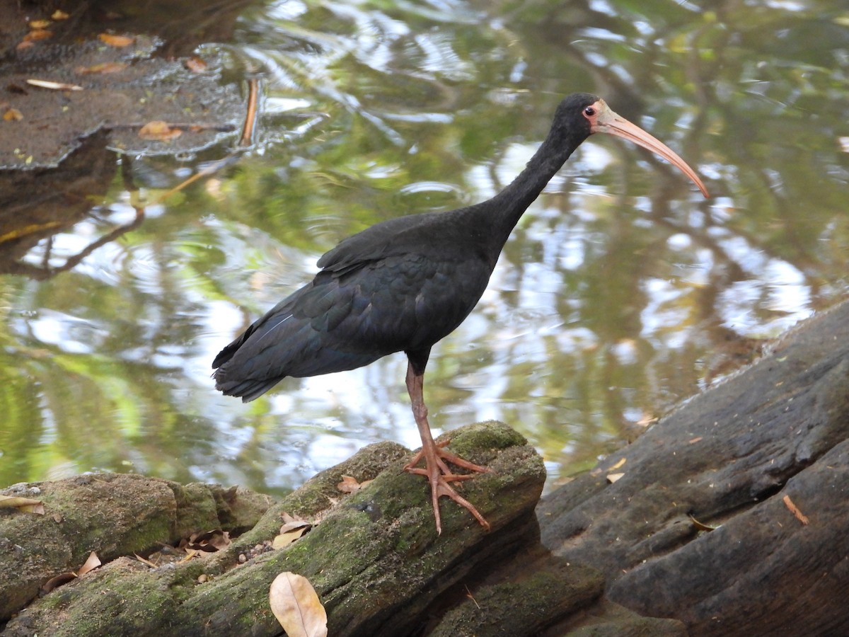 Bare-faced Ibis - ML641149775