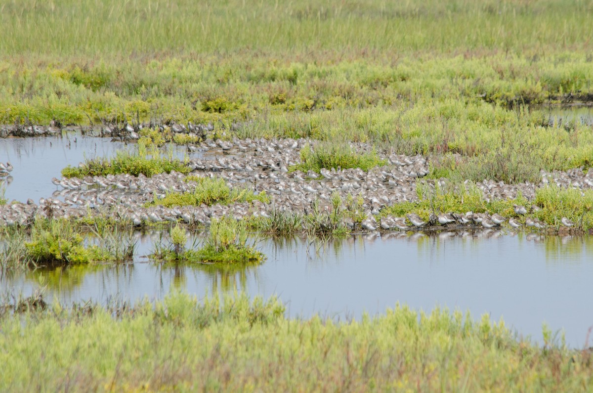 Bergstrandläufer - ML641149804