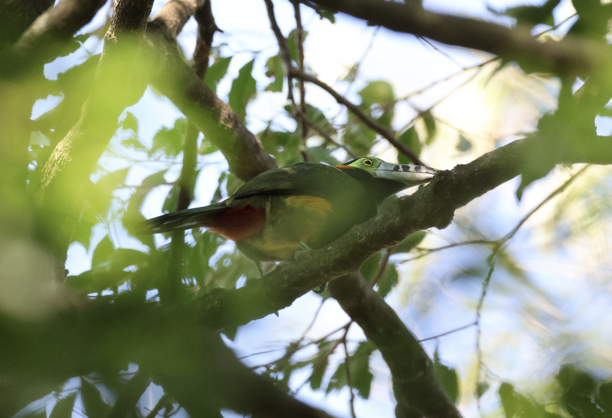Spot-billed Toucanet - ML641149816