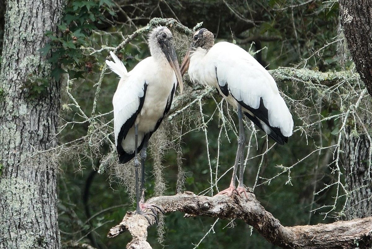 Wood Stork - ML641149864