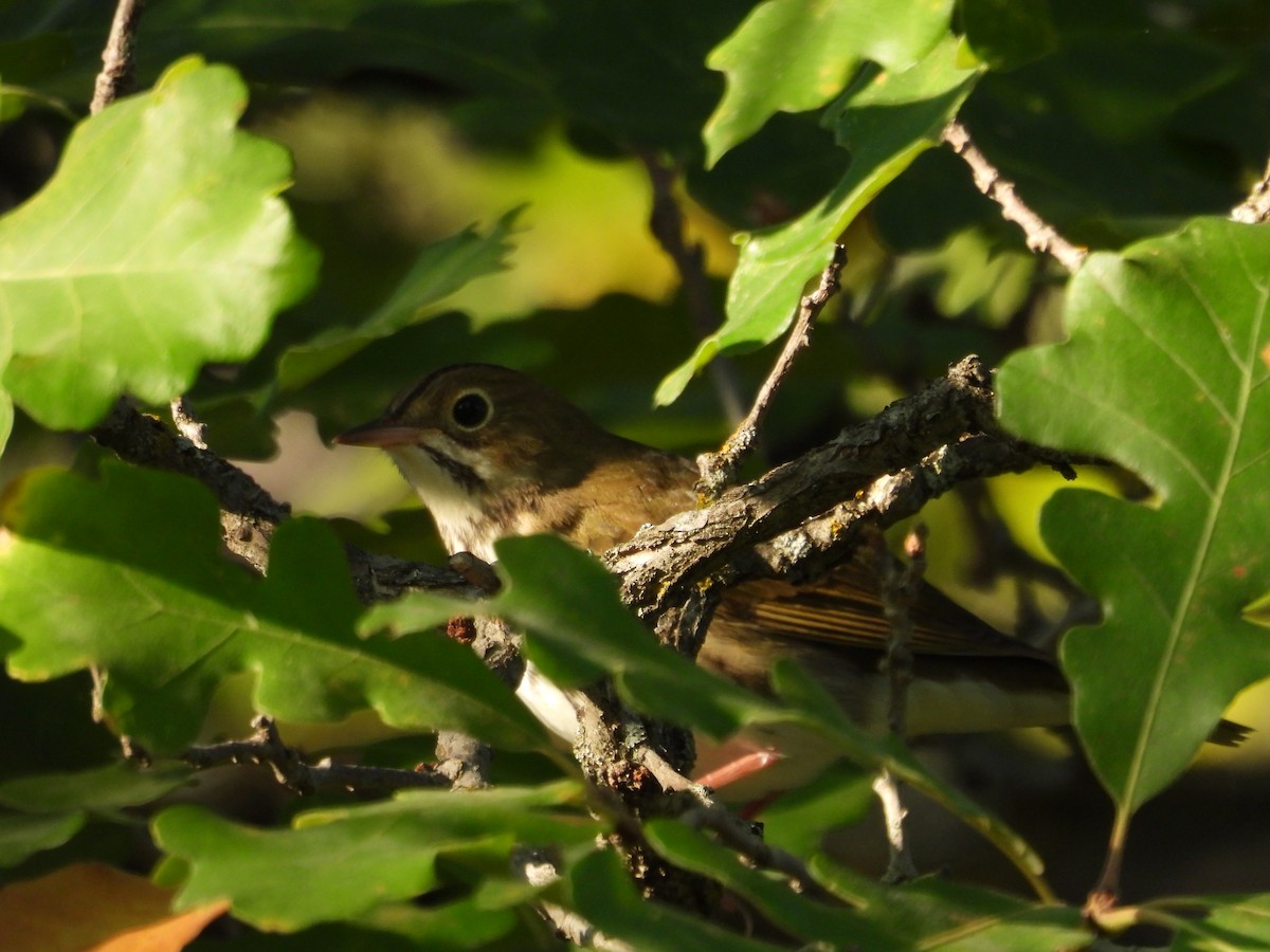 Ovenbird - ML641149876
