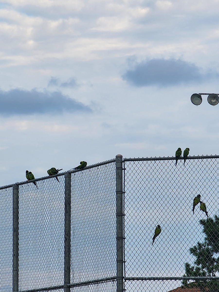 Nanday Parakeet - ML641149925