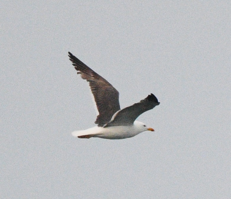 小黑背鷗 - ML641149926