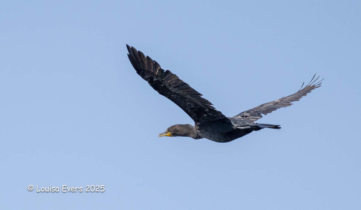 Double-crested Cormorant - ML641149928