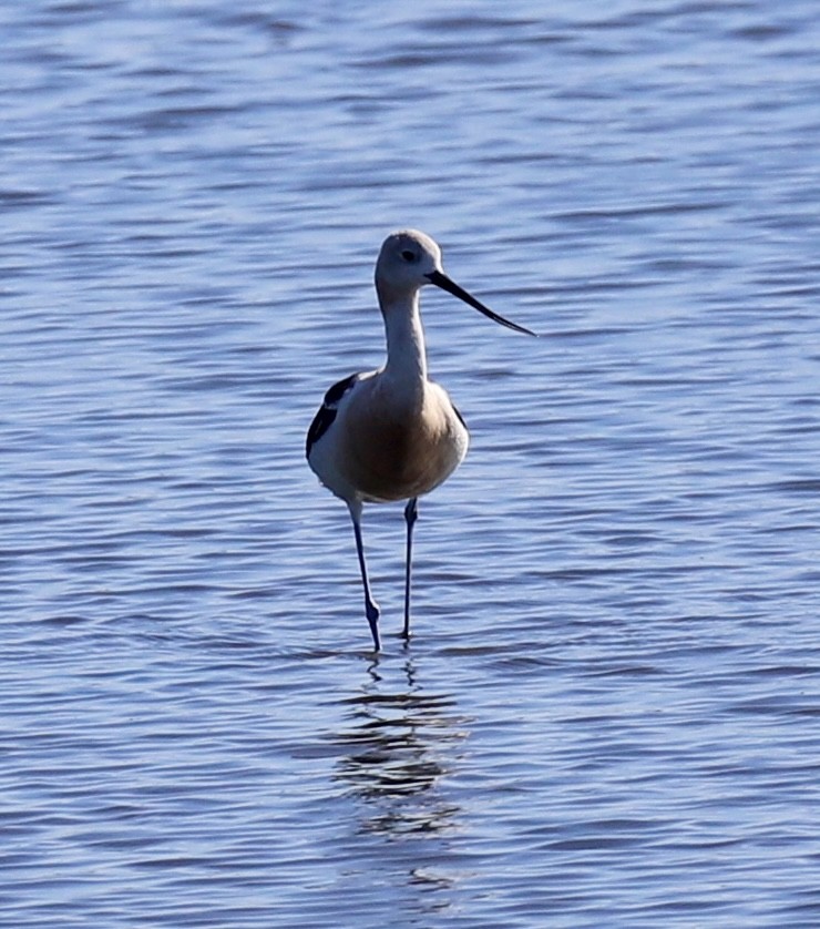 American Avocet - ML641149934
