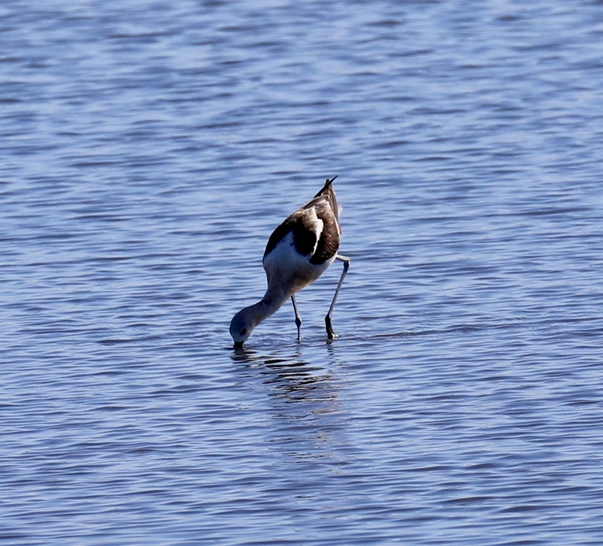 American Avocet - ML641149935