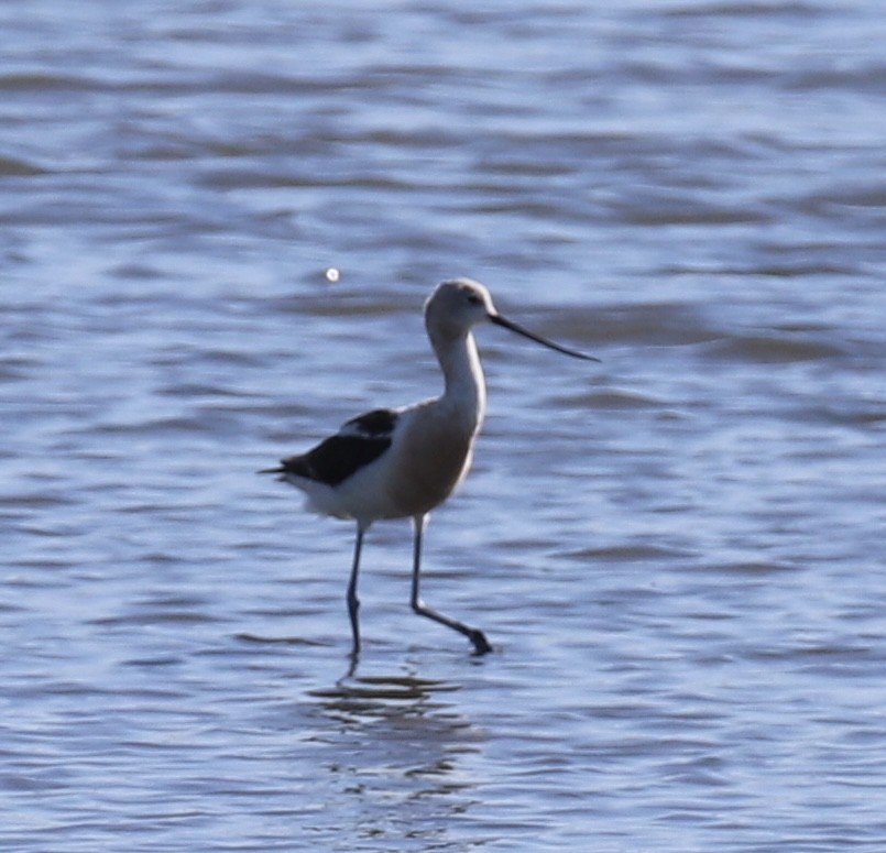 American Avocet - ML641149936
