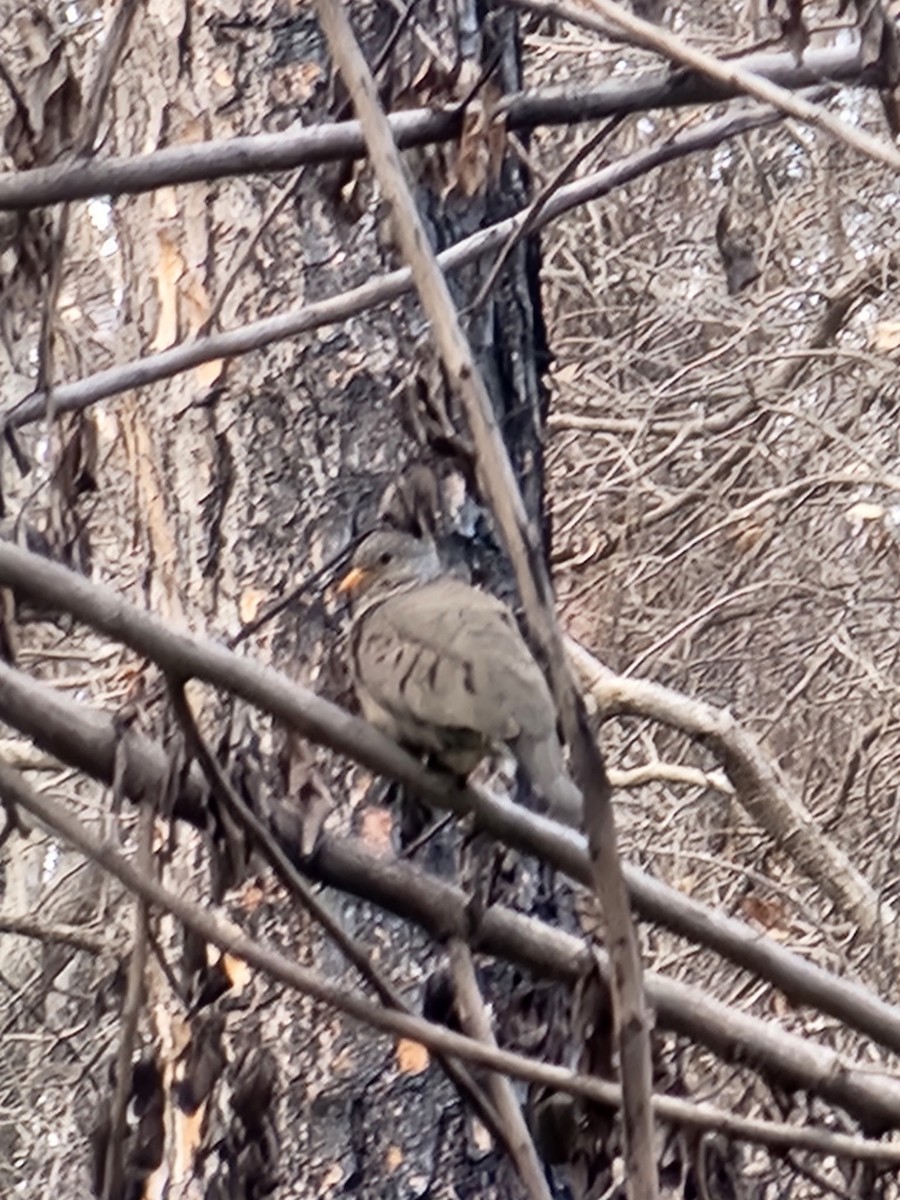 Common Ground Dove - ML641149953