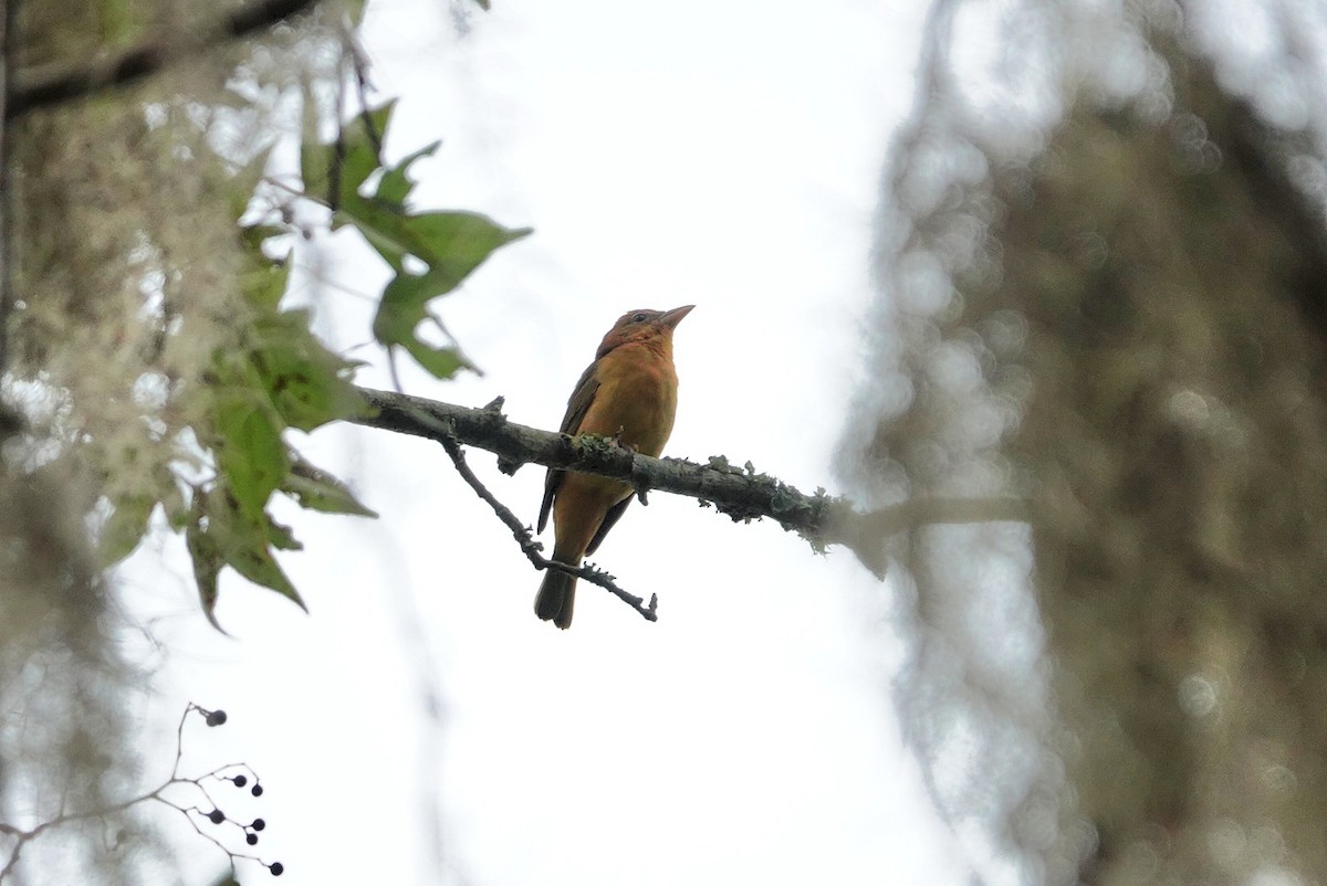 Summer Tanager - ML641149966
