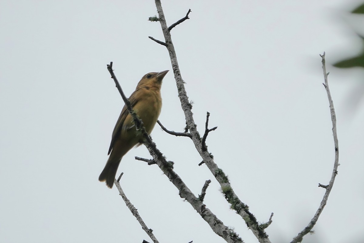 Summer Tanager - ML641149967