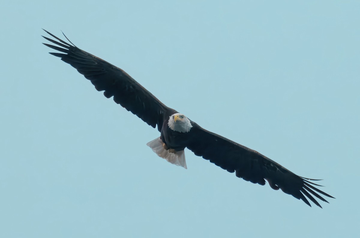 Bald Eagle - ML641150002