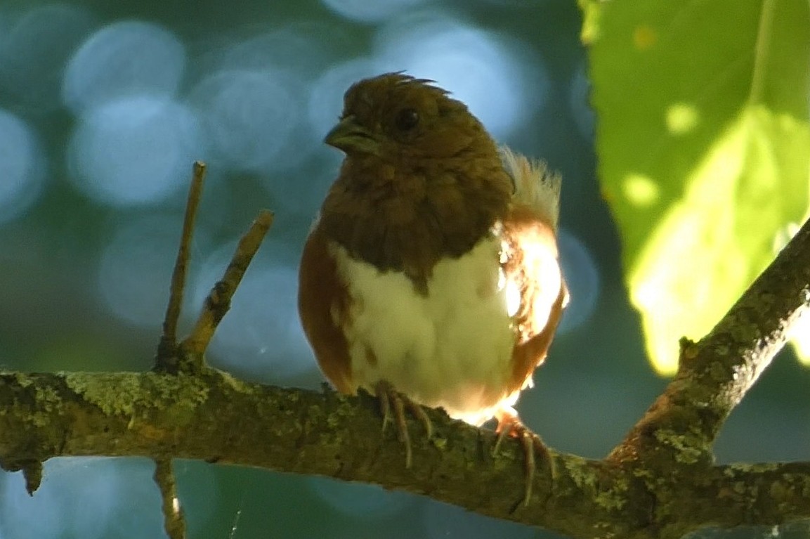 Eastern Towhee - ML641150015