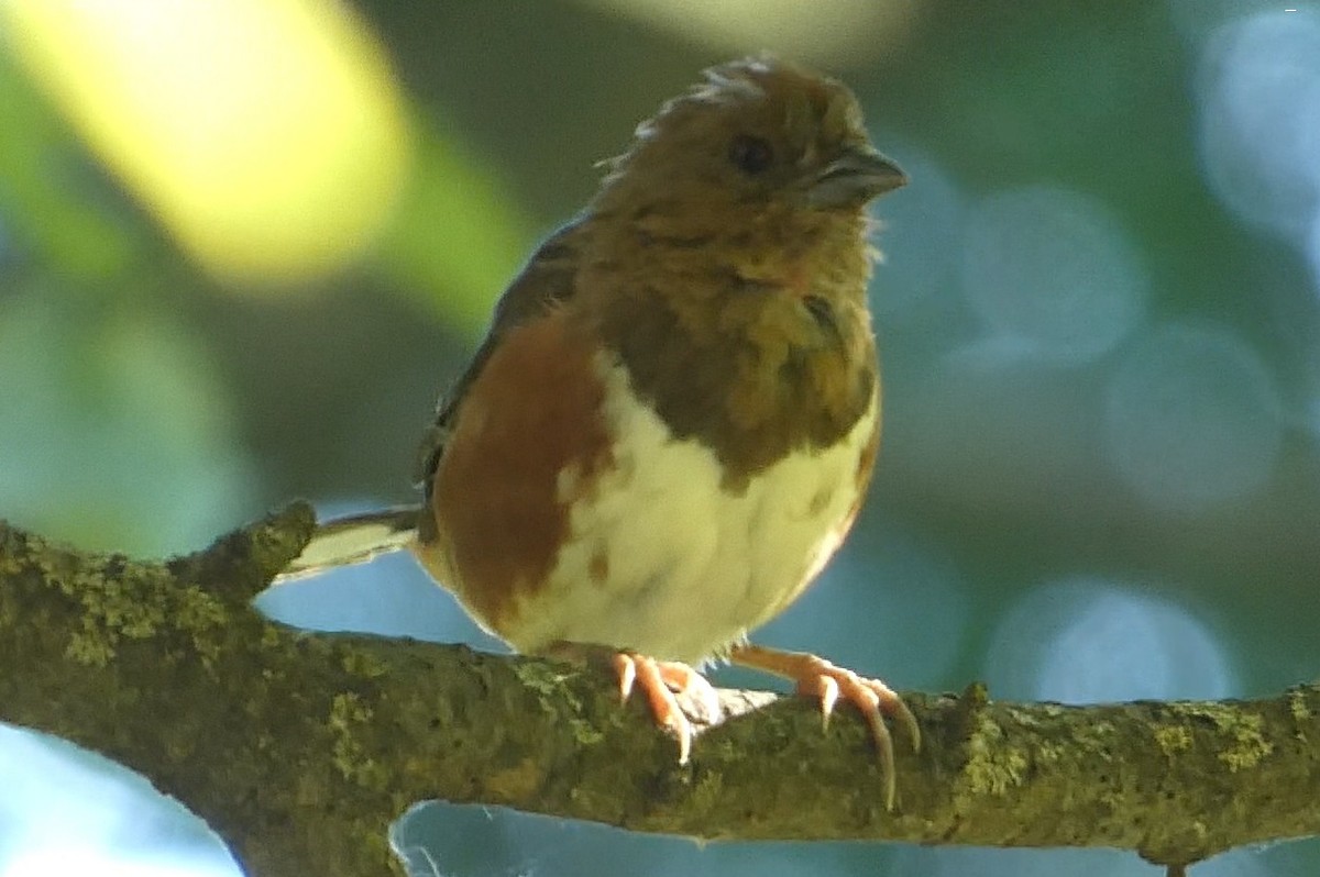 Eastern Towhee - ML641150016