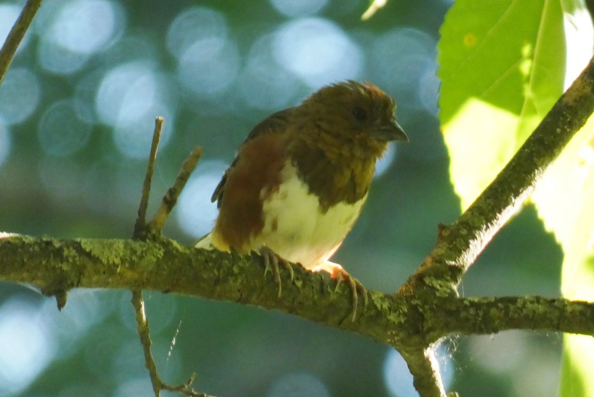Eastern Towhee - ML641150017