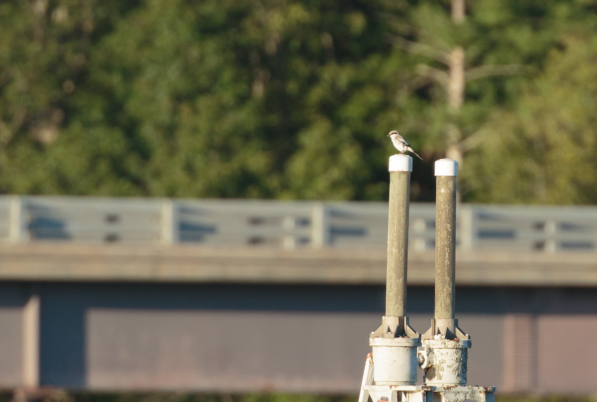 Loggerhead Shrike - ML641150037
