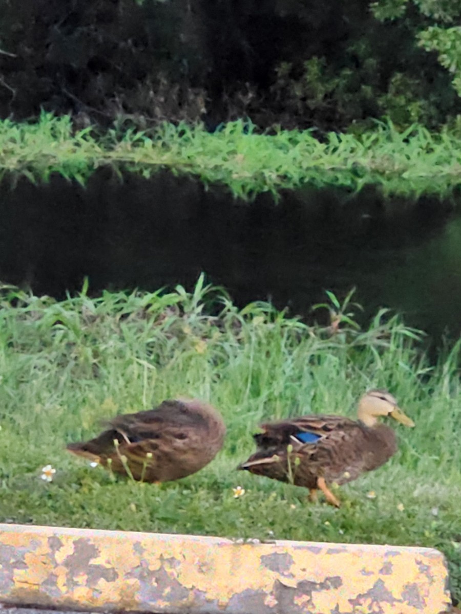 Mottled Duck (Florida) - ML641150051