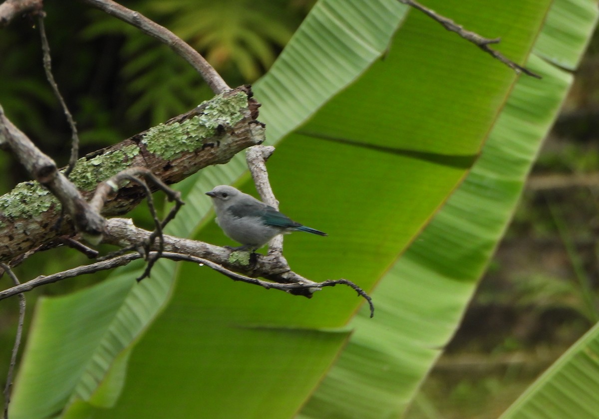 Glaucous Tanager - ML641150057