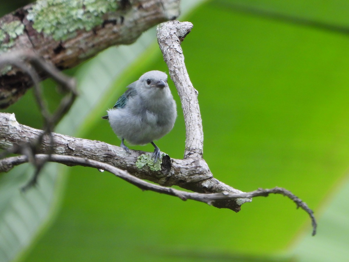 Glaucous Tanager - ML641150058