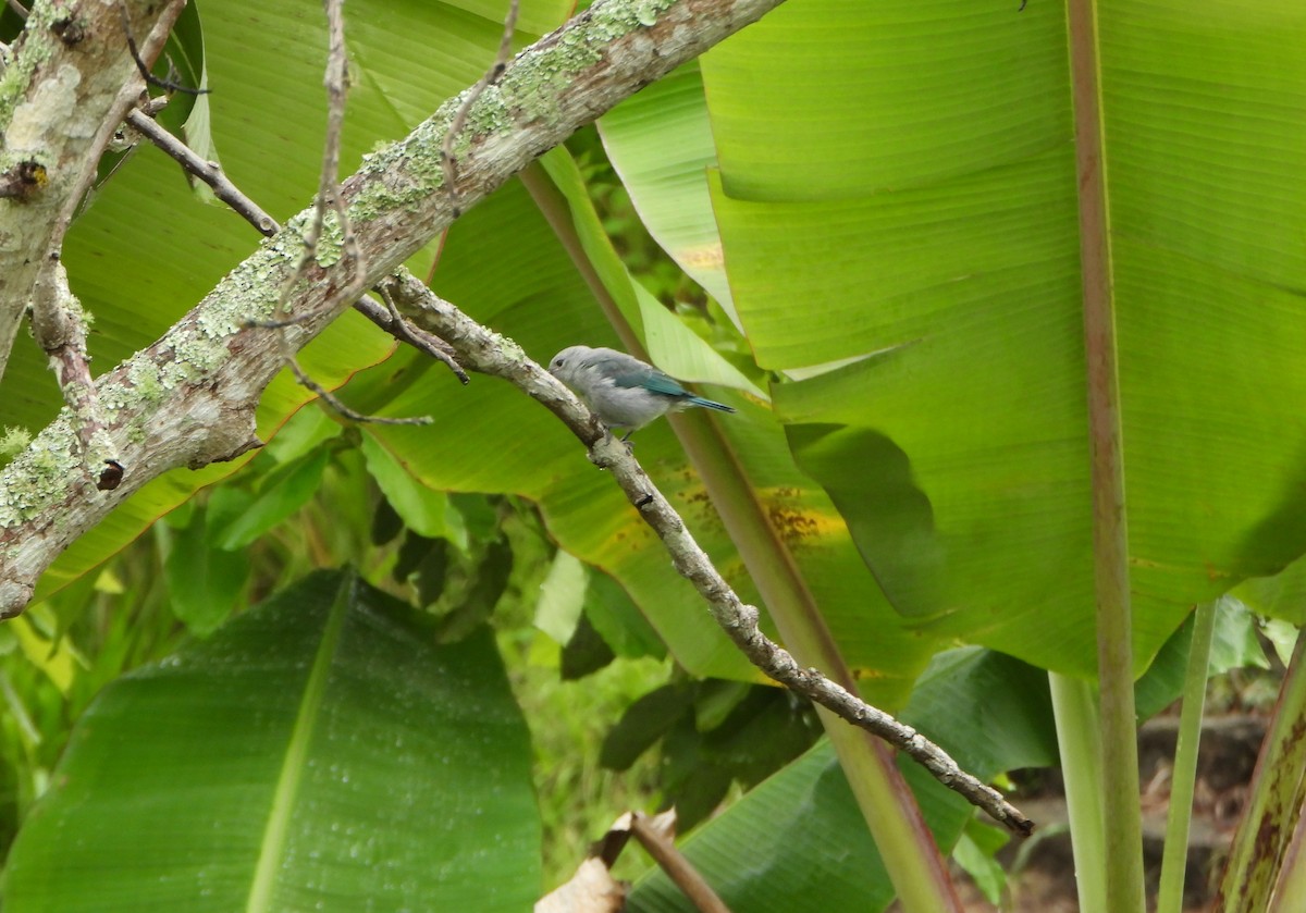 Glaucous Tanager - ML641150059