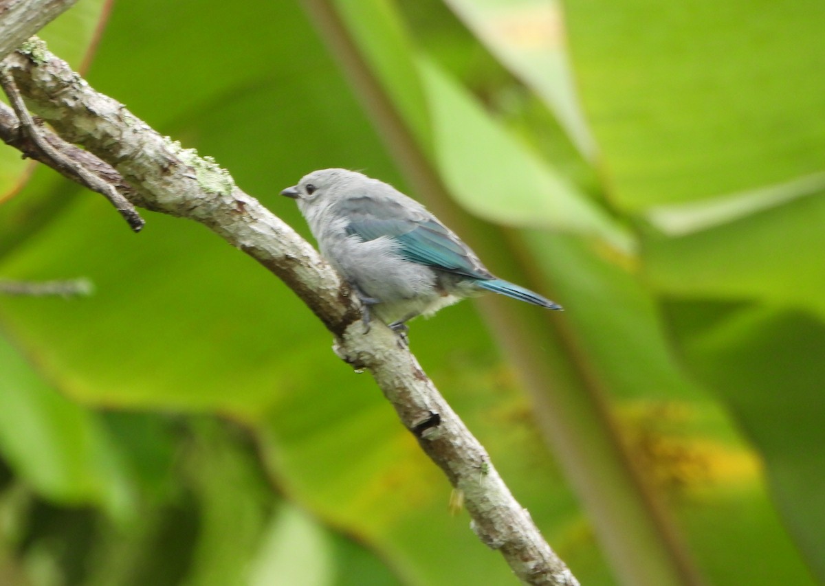 Glaucous Tanager - ML641150061