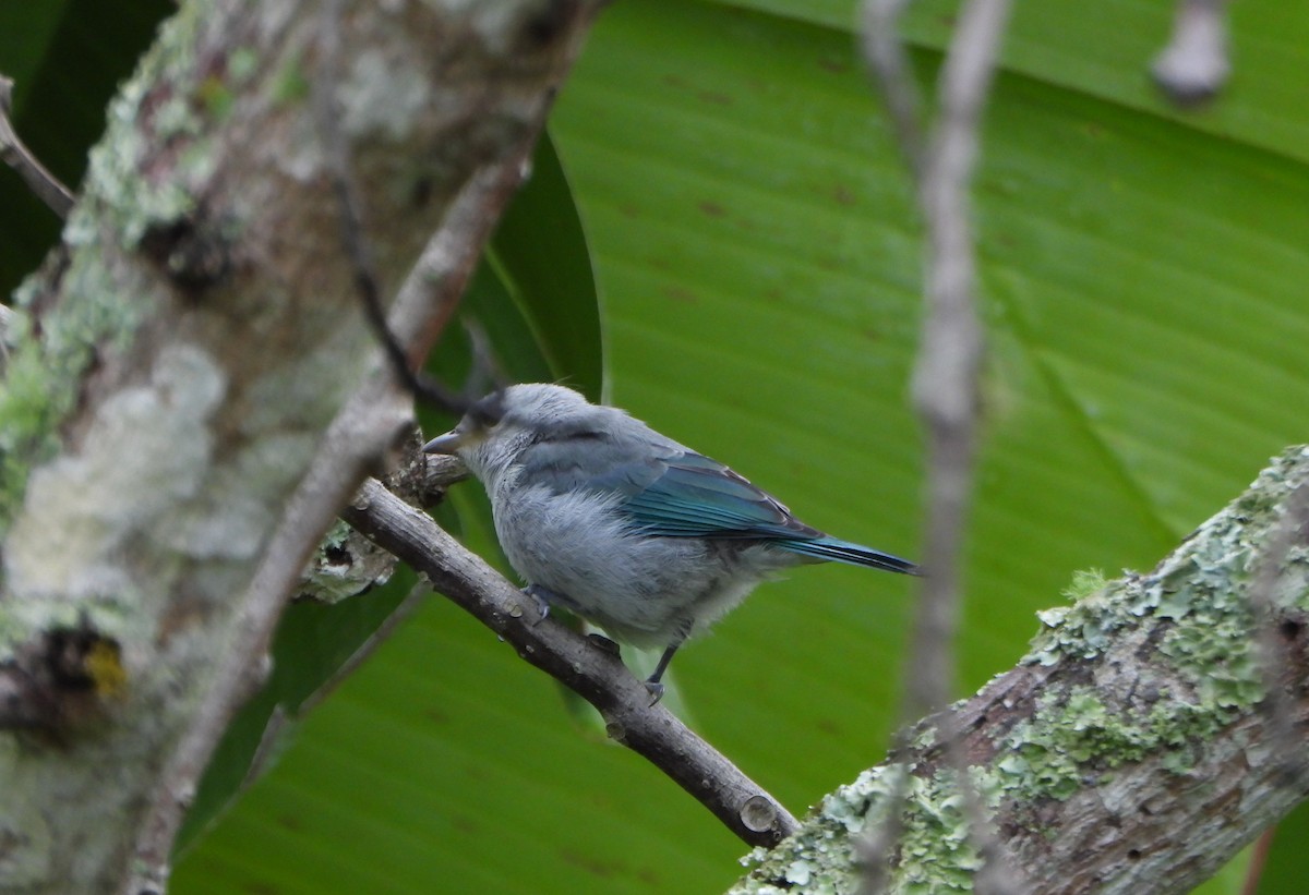 Glaucous Tanager - ML641150062