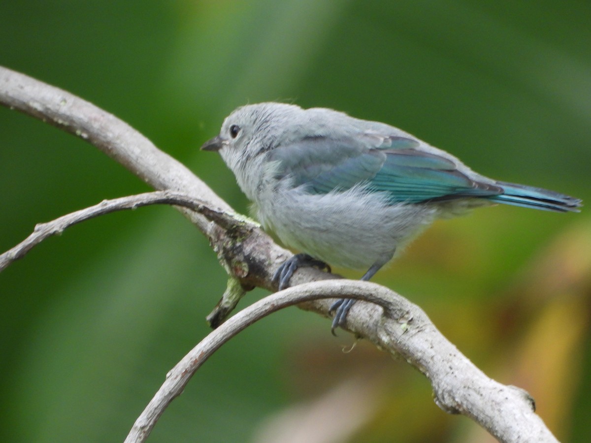 Glaucous Tanager - ML641150065