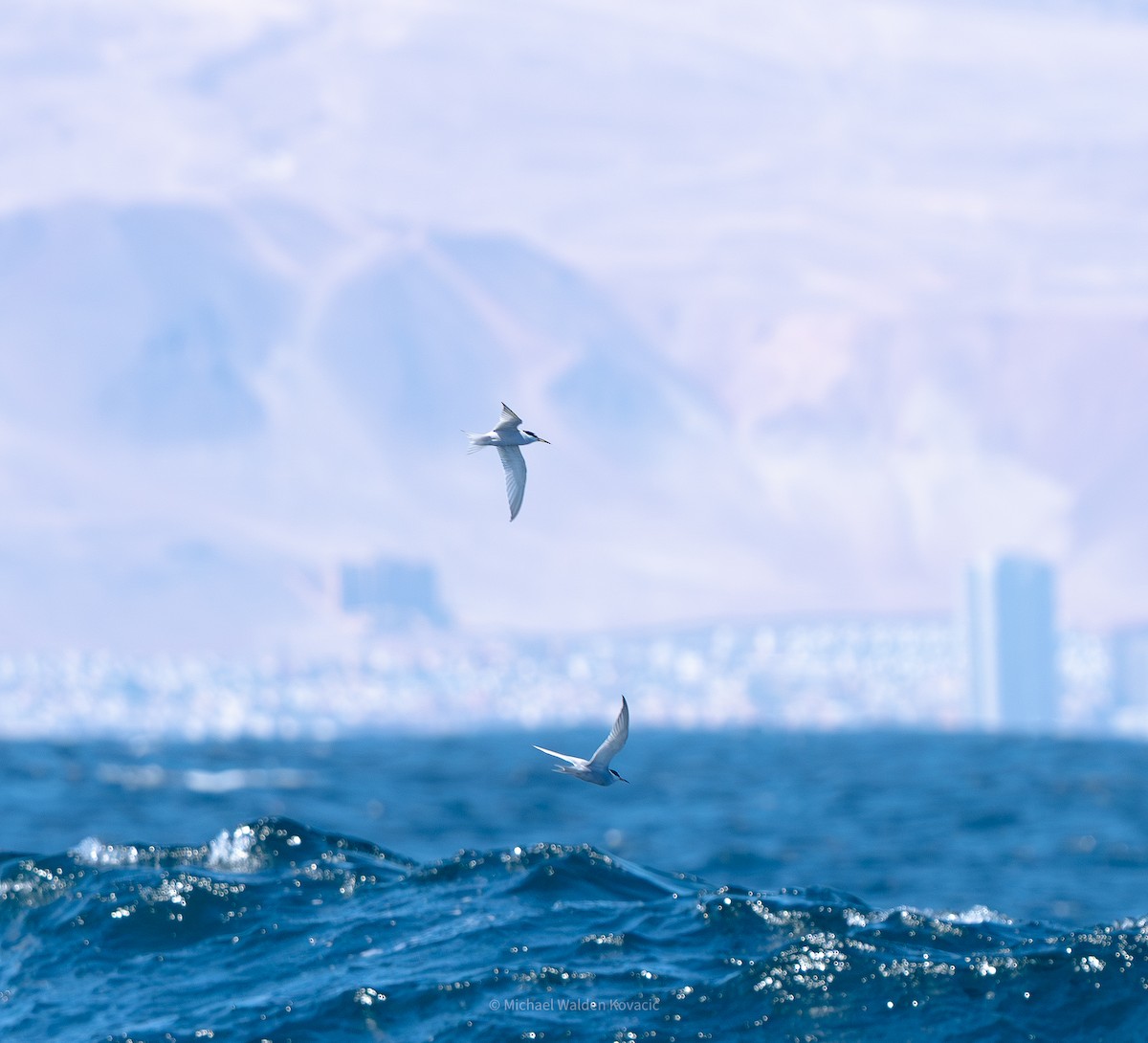 Peruvian Tern - ML641150068
