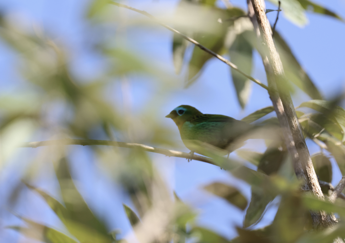 Brassy-breasted Tanager - ML641150081
