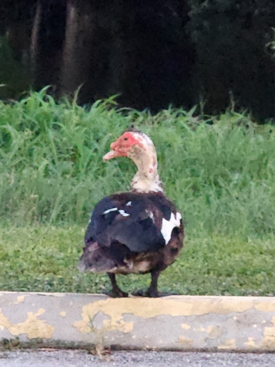 Muscovy Duck (Domestic type) - ML641150102