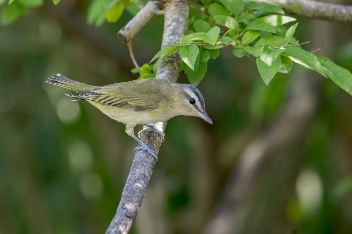 Red-eyed Vireo - ML641150107