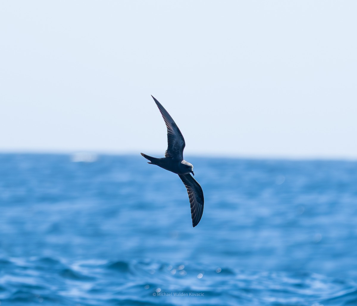 Markham's Storm-Petrel - ML641150111