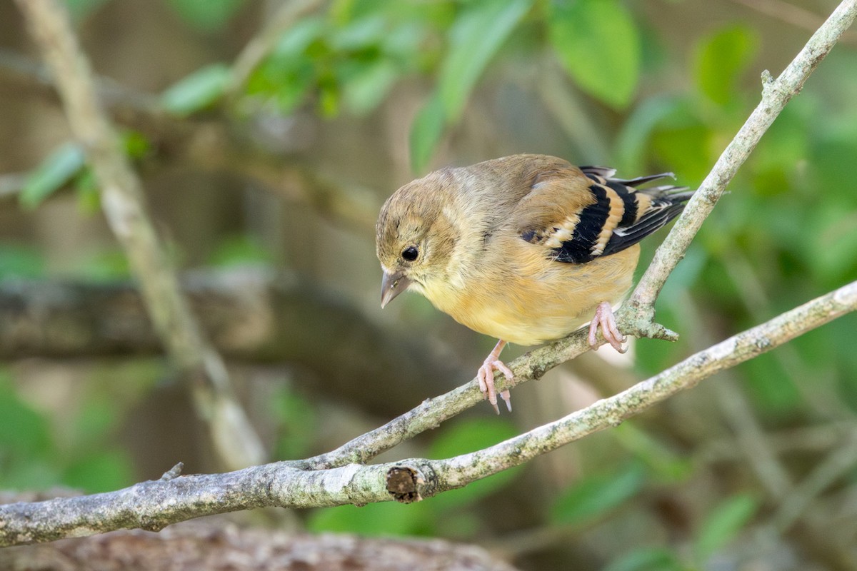 American Goldfinch - ML641150120