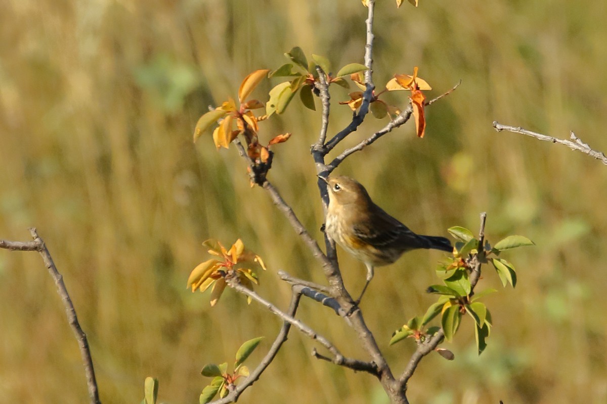 Yellow-rumped Warbler - ML641150129