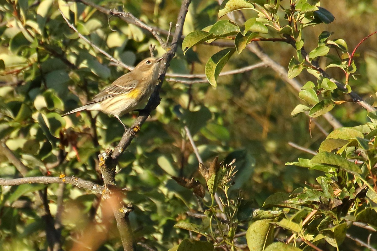 Yellow-rumped Warbler - ML641150131