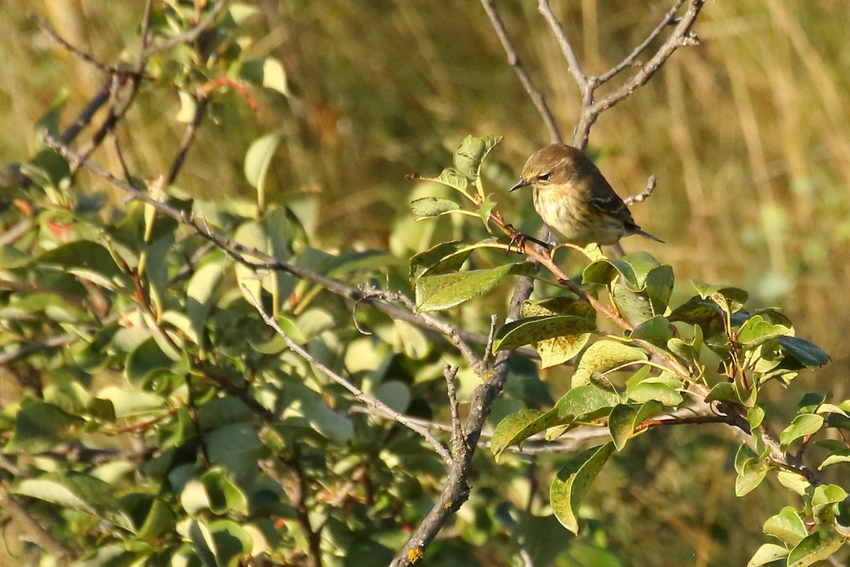 Yellow-rumped Warbler - ML641150132