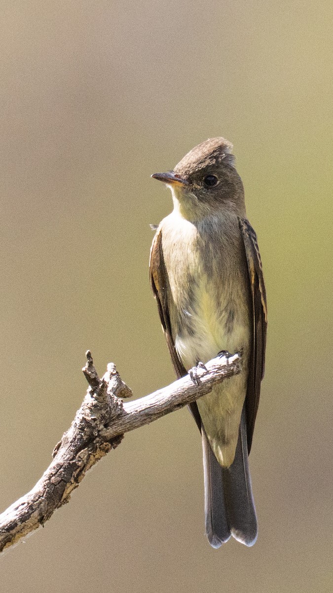 Western Wood-Pewee - ML641150133