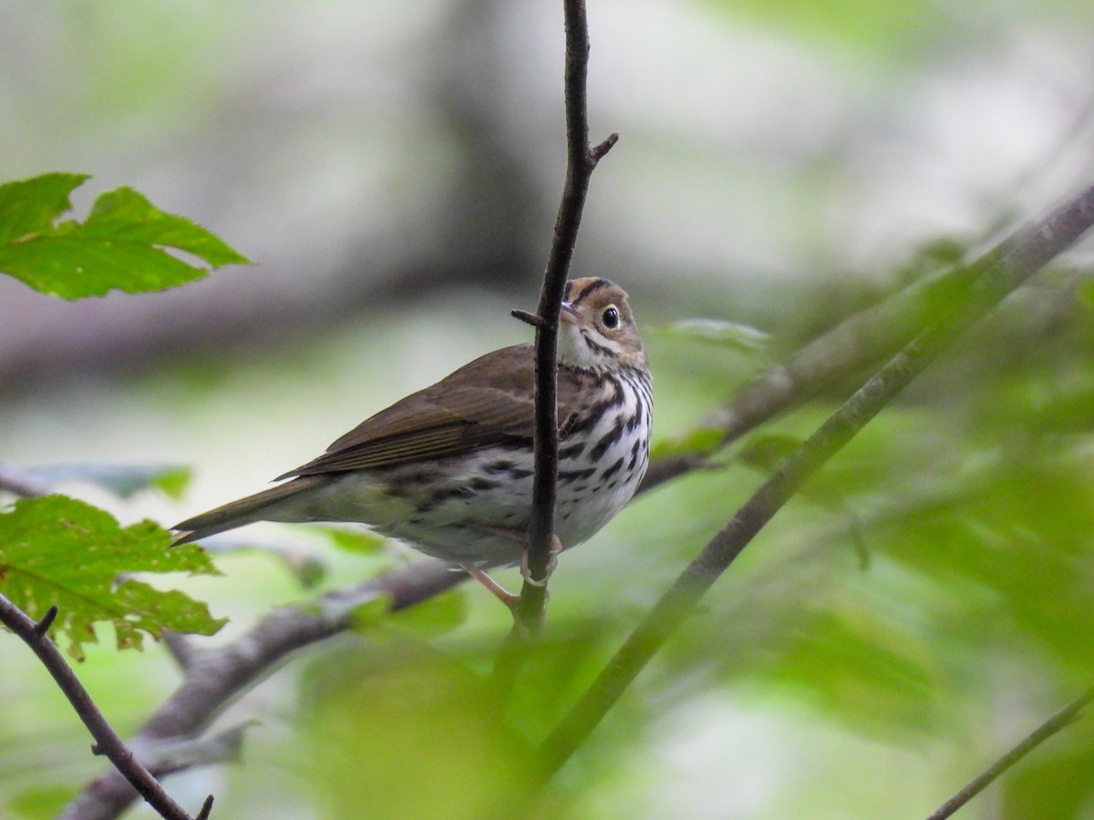 Ovenbird - ML641150150