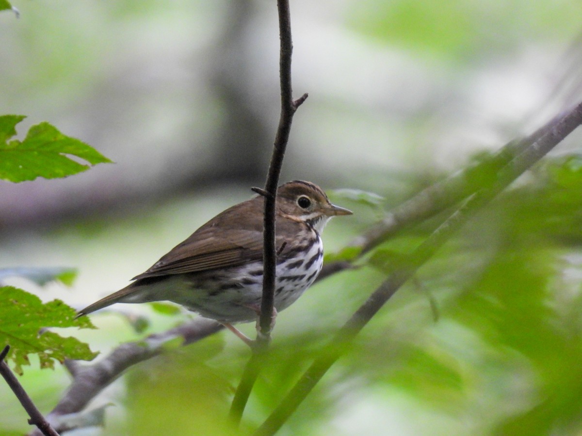 Ovenbird - ML641150151
