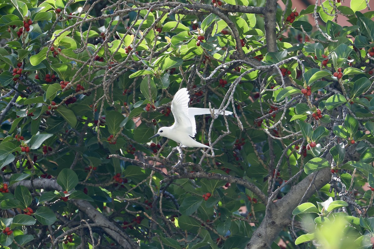 White Tern - ML641150153