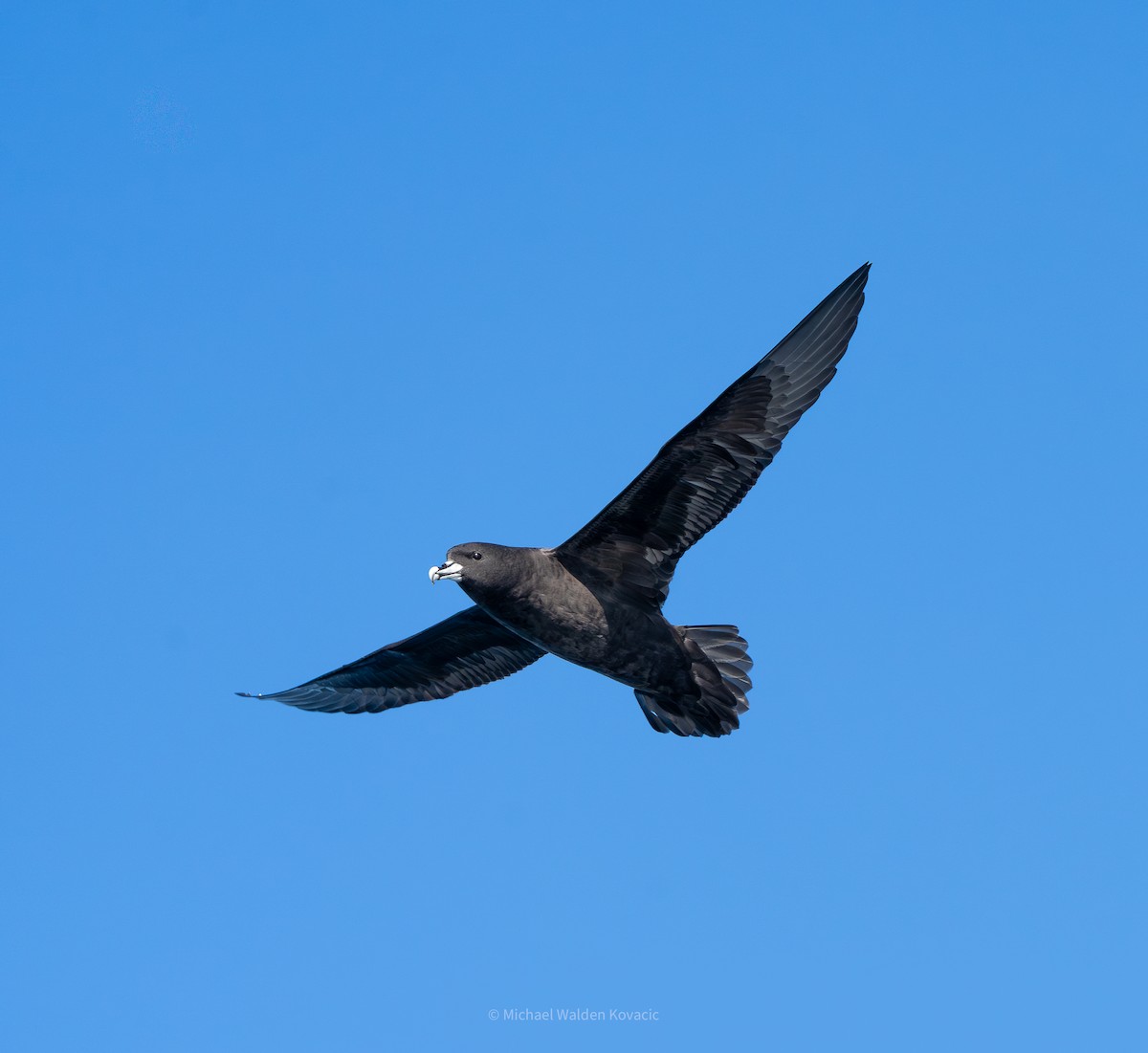 White-chinned Petrel - ML641150164