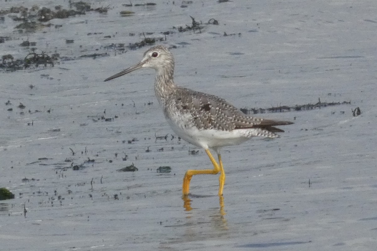 Greater Yellowlegs - ML641150166
