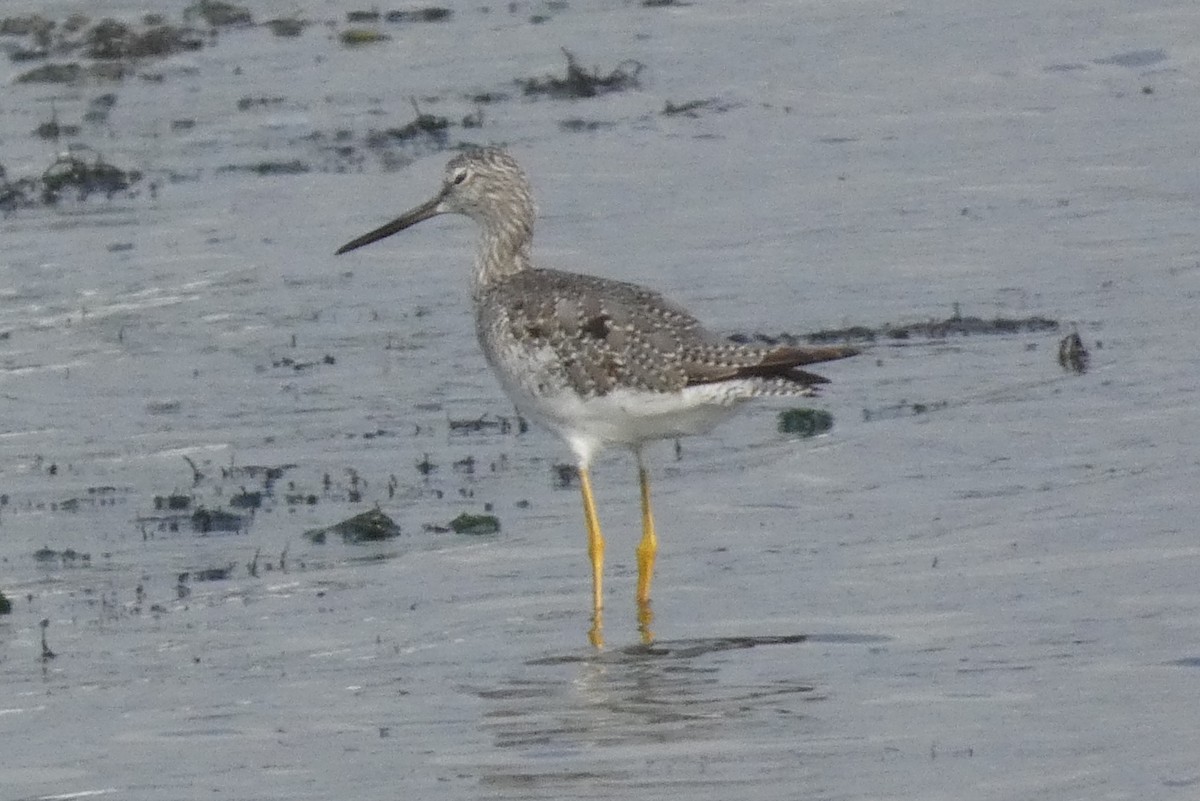Greater Yellowlegs - ML641150167